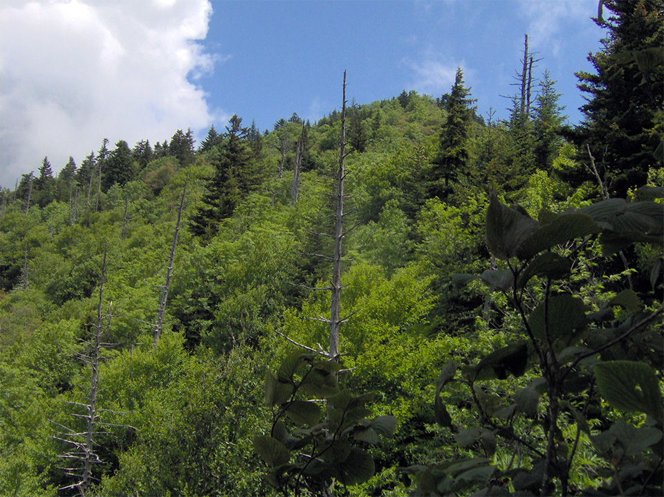 Mixed spruce-fir and northern hardwood forest