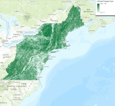 Percent Canopy Cover, 2001, Northeast