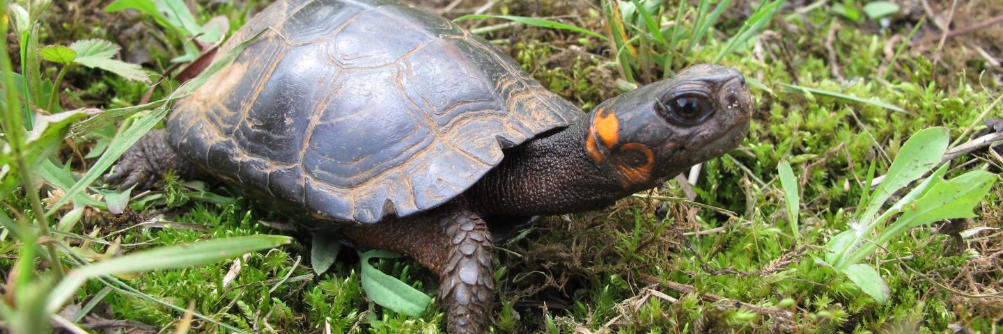 Bog Turtle