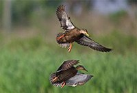 American Black Duck