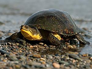 Blanding's Turtle