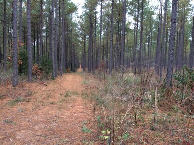 Link to 2024 Paper on Bobwhite Response to Pine Savanna Management