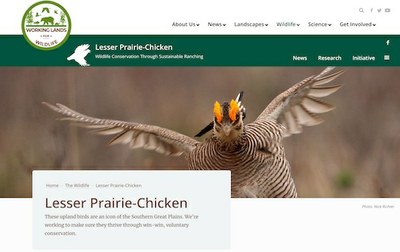 Lesser Prairie-Chicken