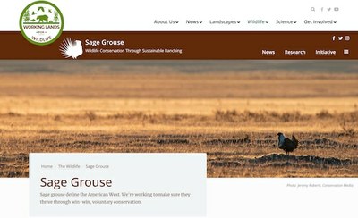 Sage Grouse