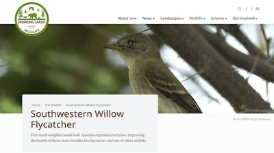 Southwestern Willow Flycatcher