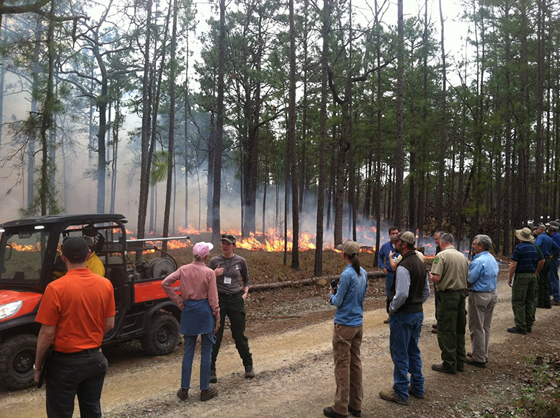 Group watching prescribed burn