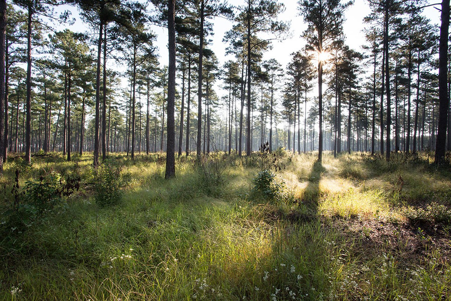 Longleaf pines.