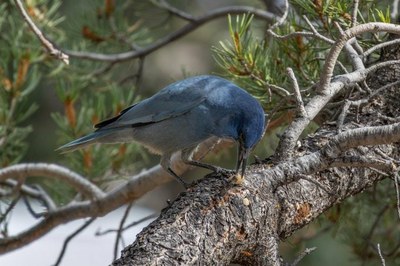 Pinyon Jay Work Group (CWPRI)