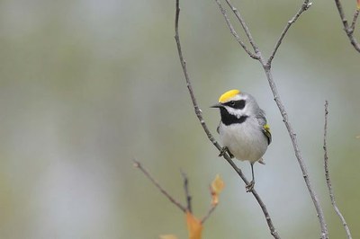 USDA and Interior Reach Historic Agreement to Support Voluntary Wildlife Conservation Efforts on Working Agricultural Lands