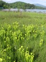 Green pitcher plant is protected under the Endangered Species Act as a federally endangered species. 