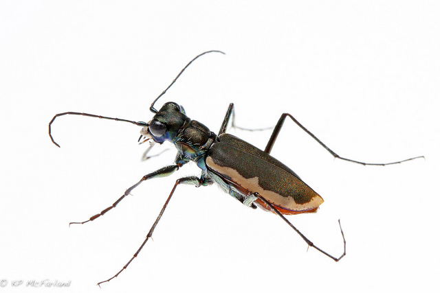 Cobblestone tiger beetle (Cicindela marginipennis)