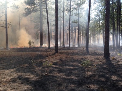 Prescribed Fire