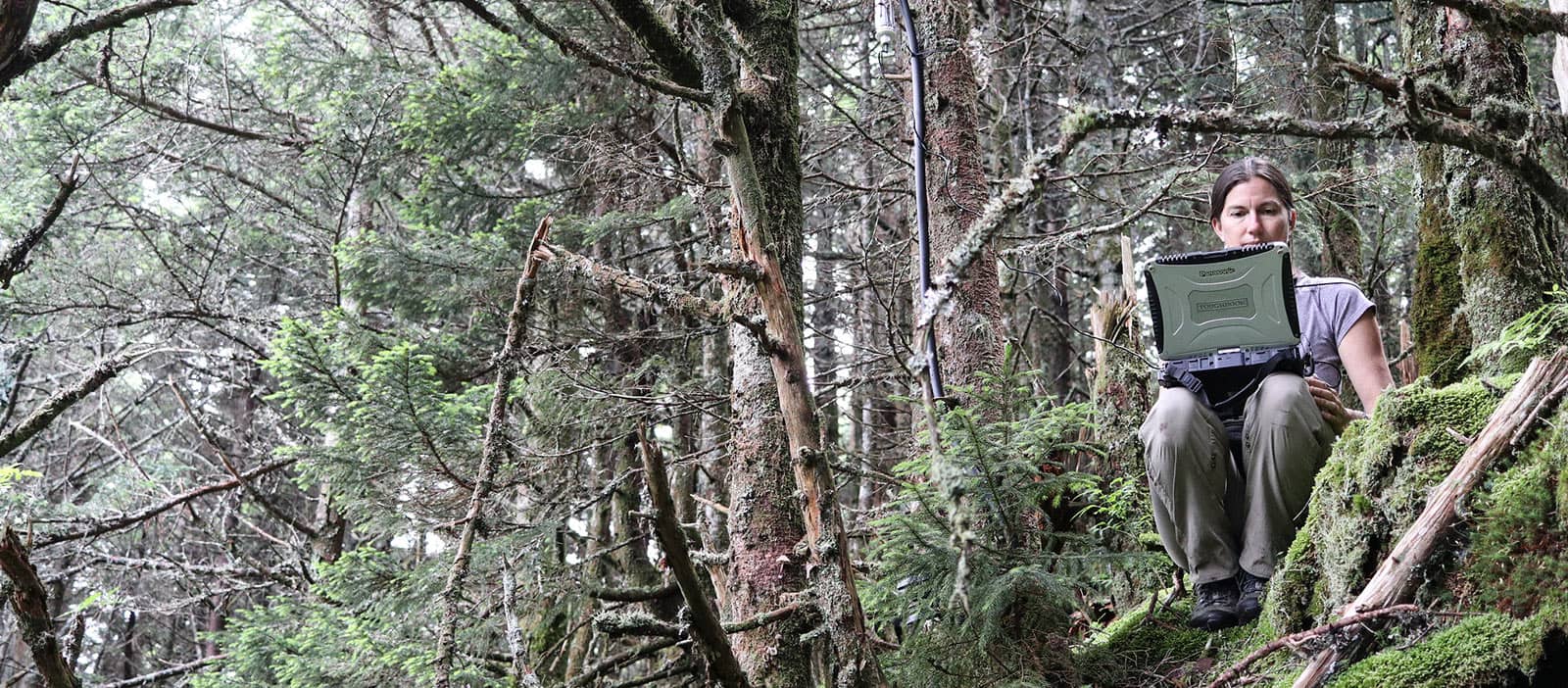 Sue Cameron downloading data from a tree-mounted data logger