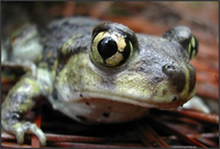 Vernal Pool Mapper and Database