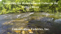 Snorkel Survey in the Tellico River, Cherokee National Forest 